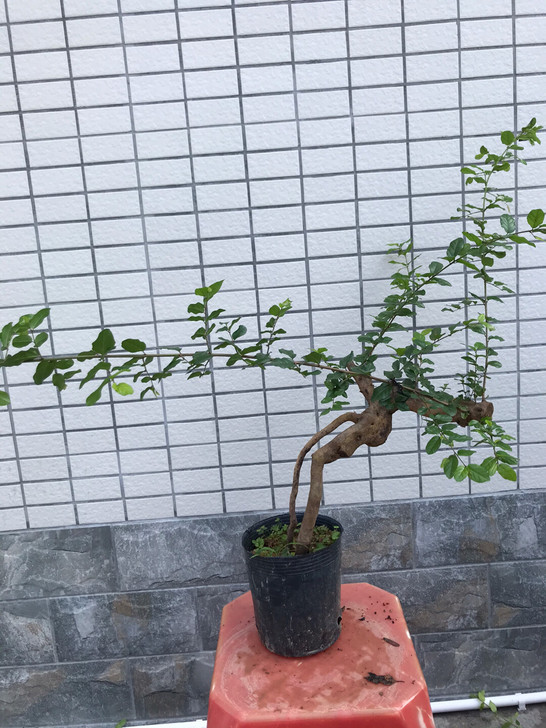 提根红芽雀梅盆栽素材感兴趣的话点##amp...