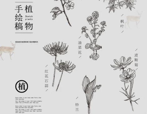 线稿素描手绘草本植物花卉水仙菊线描化妆品包...