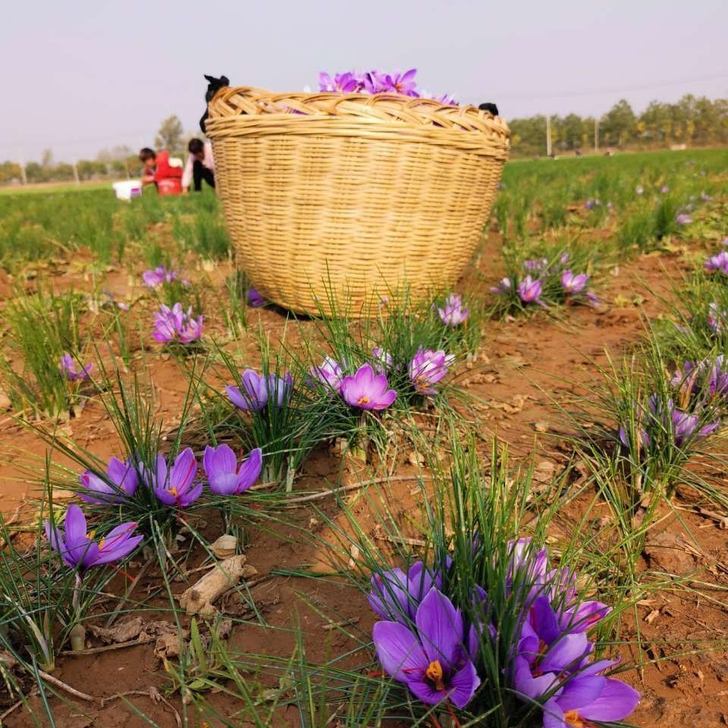 藏红花种球买10送5包邮番红花种子球根药用...