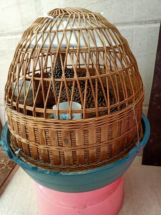 鸟  鹧鸪鸟  服笼  竹笼 笼子和鸡一起
