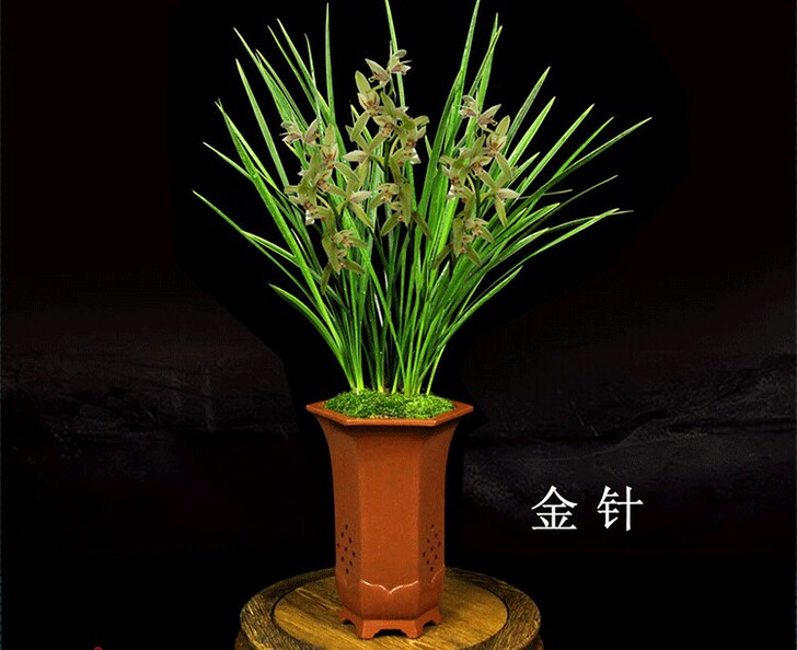 建兰铁骨金针，芽多多，花期将至金边兰花苗！...