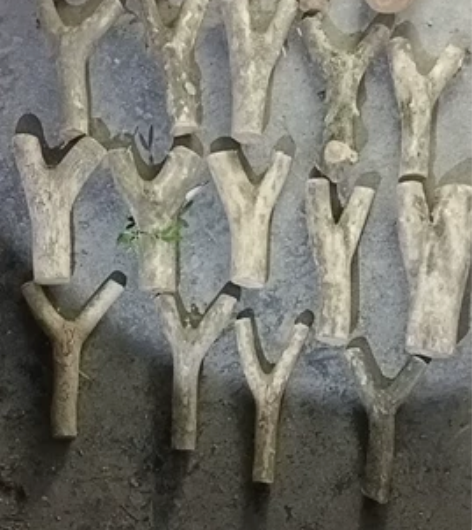 小叶黄杨木弹弓原叉，尺寸公分以上，两寸不一...