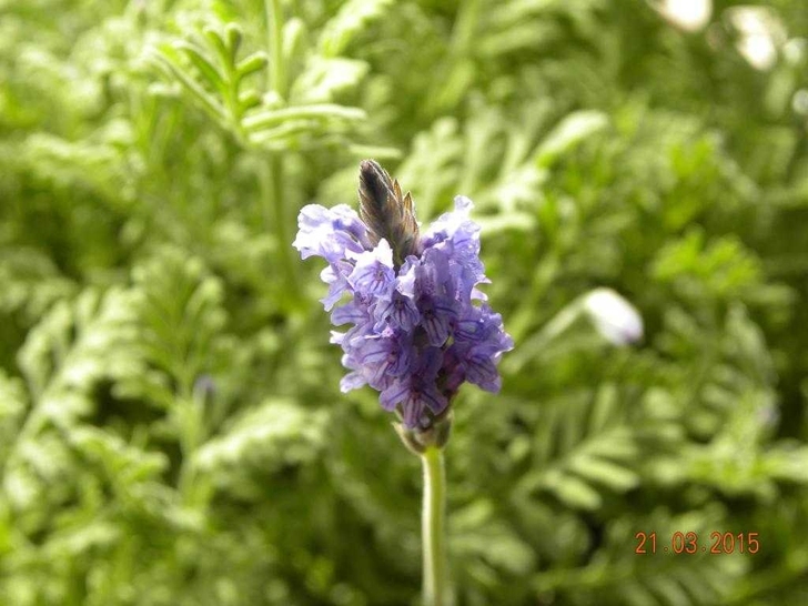 文广尊享plus 话剧舞剧音乐剧戏剧票代拍