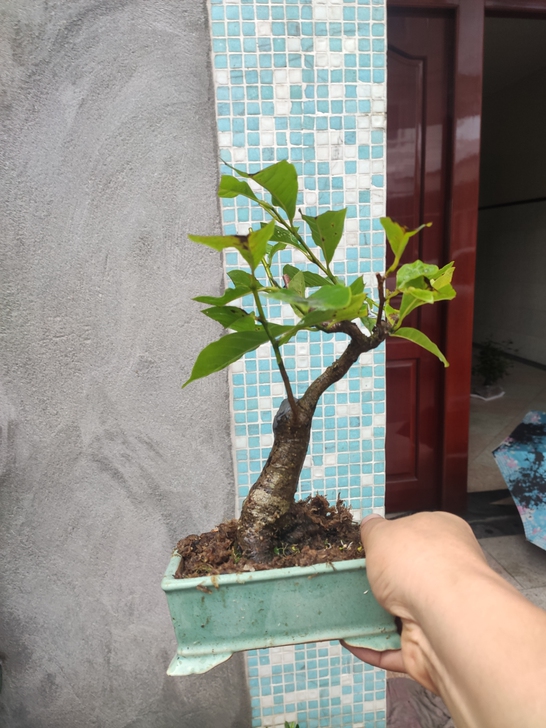 日本姬辛夷 尺寸见图,顺丰包邮