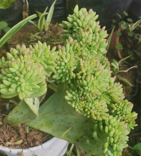 可以苗圃看现货    大小均有  30～1...