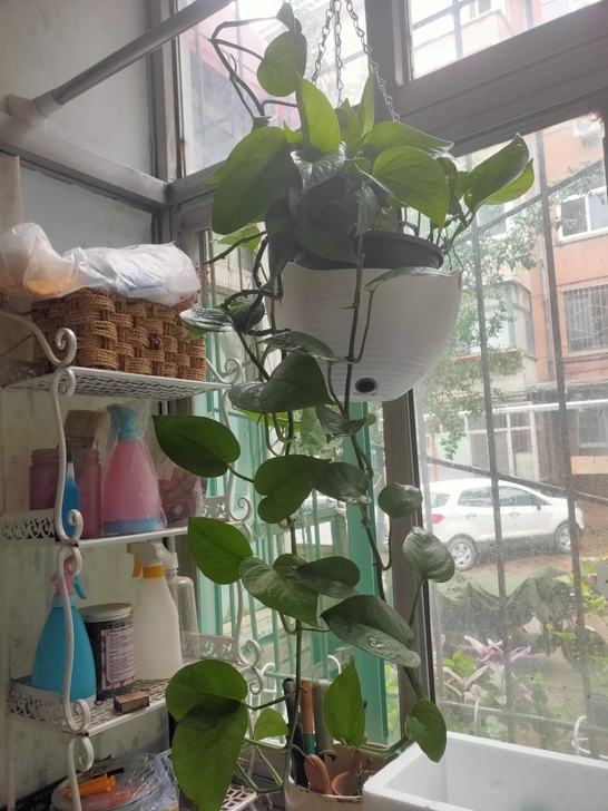 大叶绿萝有喜欢的同城自取，裕华区青园小区