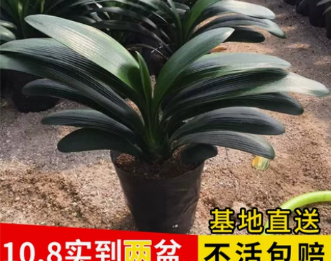 四季君子兰盆栽带花苞小苗花卉植物室内好养多...