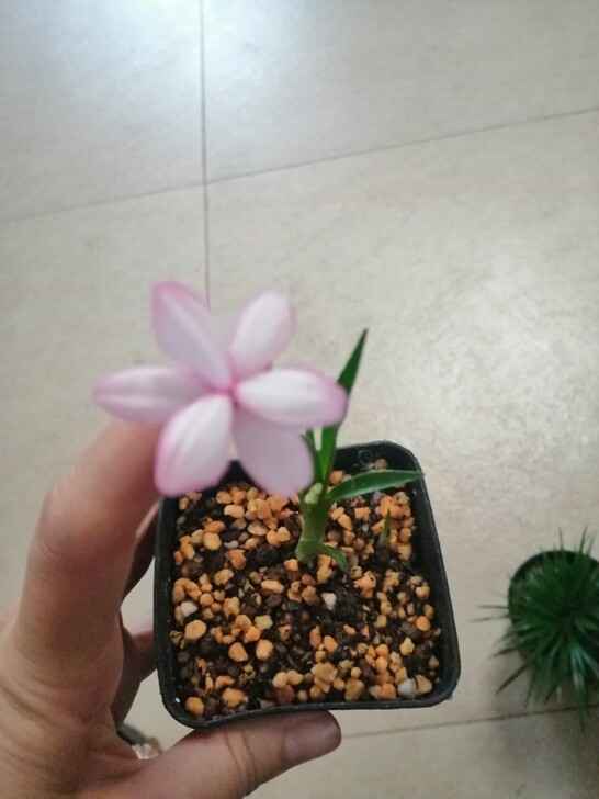 樱茅，（整盆价）日本重瓣樱茅，日本山野草樱...