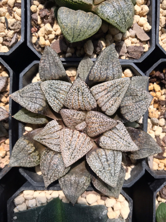 出十二卷 多肉 白银 8cm 40包邮