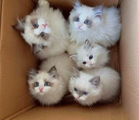 布偶猫，给个猫粮肉钱就卖  已做育苗驱虫，...