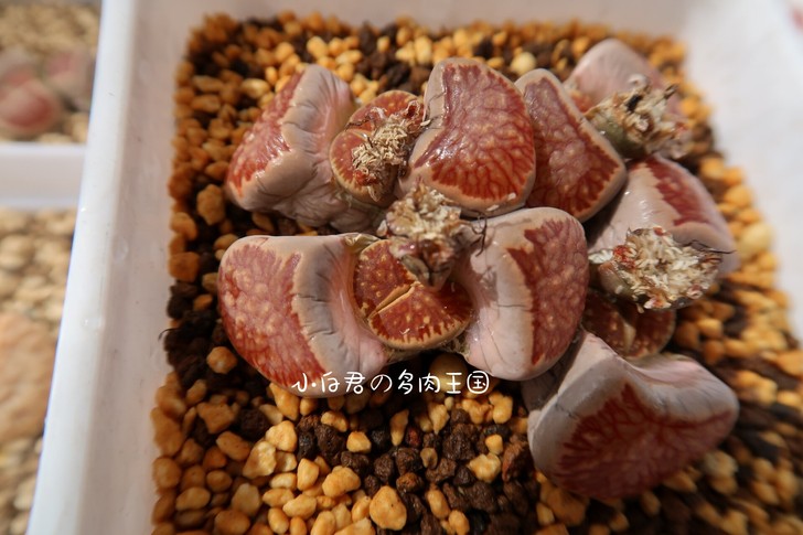小白君の多肉王国  2020秋季新品  番...