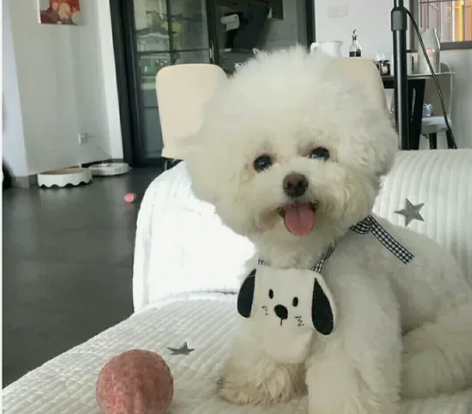 自提自家养的比熊幼犬，比熊幼犬宠物狗狗陪伴...