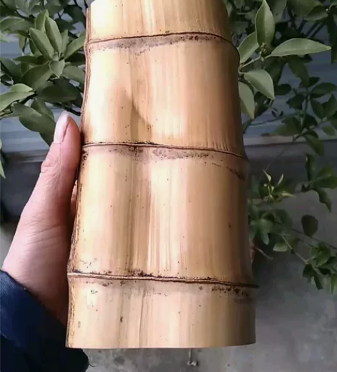 异形竹笔筒料， 高21厘米，直径10厘米(...
