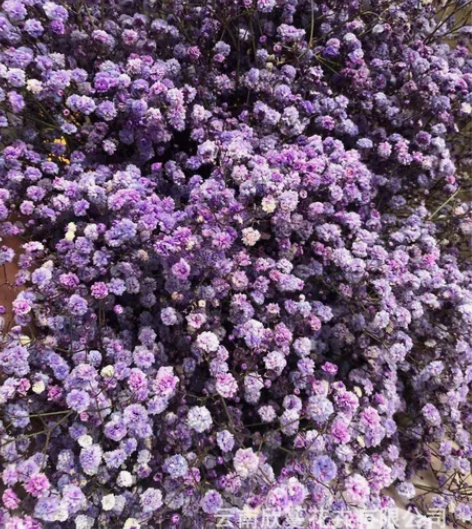永生花满天星干花diy家居装饰插花伊洛斯花...