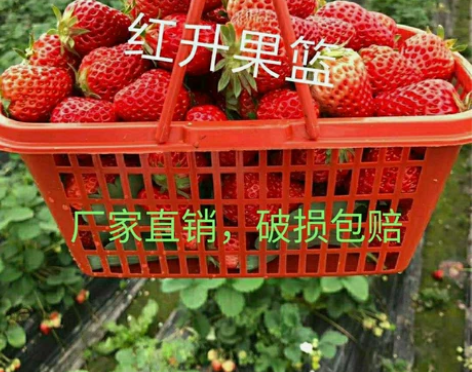 塑料水果水果草莓篮杨梅葡萄无花果李子猕核桃...