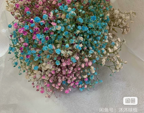 云南满天星干花花束真花鲜花大束批发直发勿忘...