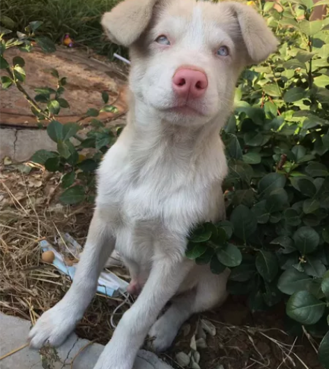 济南领养！田园犬。公，非常好看。四个多月，...