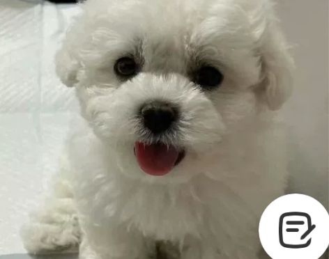自提自家养的比熊幼犬，比熊幼犬宠物狗狗陪伴...