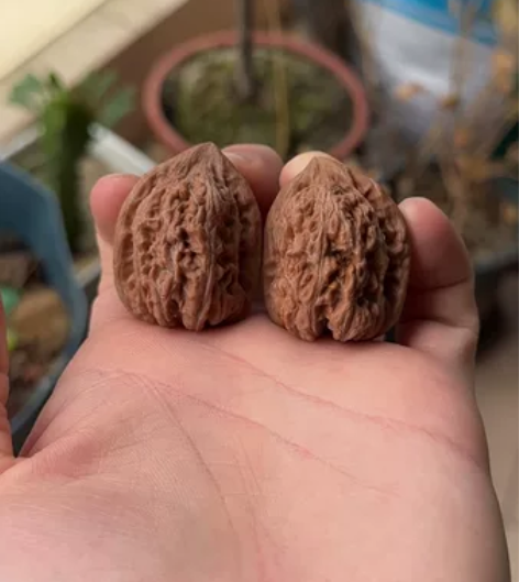 赤龙小鸡心 30边 高38 冬天的口袋精灵...