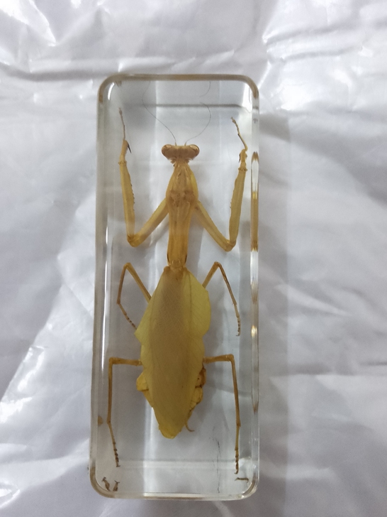 真实小动物昆虫标本环保树脂礼盒