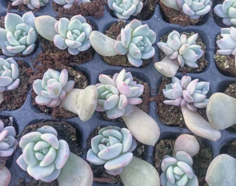 橙梦露穴盘苗,一盘105个,109元包邮,...