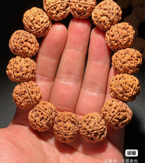 尼泊尔五瓣古龙雪山籽，平头平尾，原生态满肉...