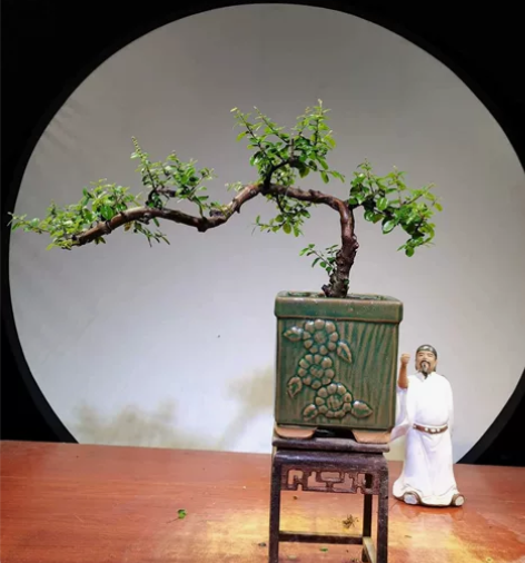 飘枝临水雀梅盆景，带盆发货，可直接拍下。 ...