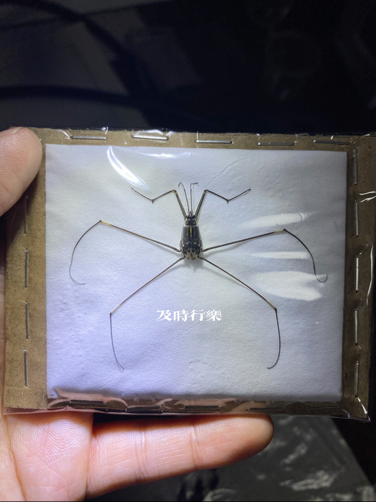 伪齿涧黾蝽 特定区域限定 昆虫标本 蝽标本...