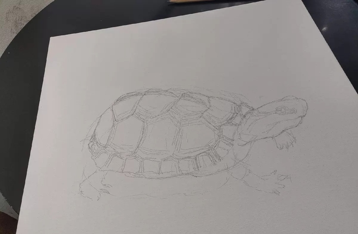 黄缘龟油画，原创手绘油画，丙烯颜料 。(专...