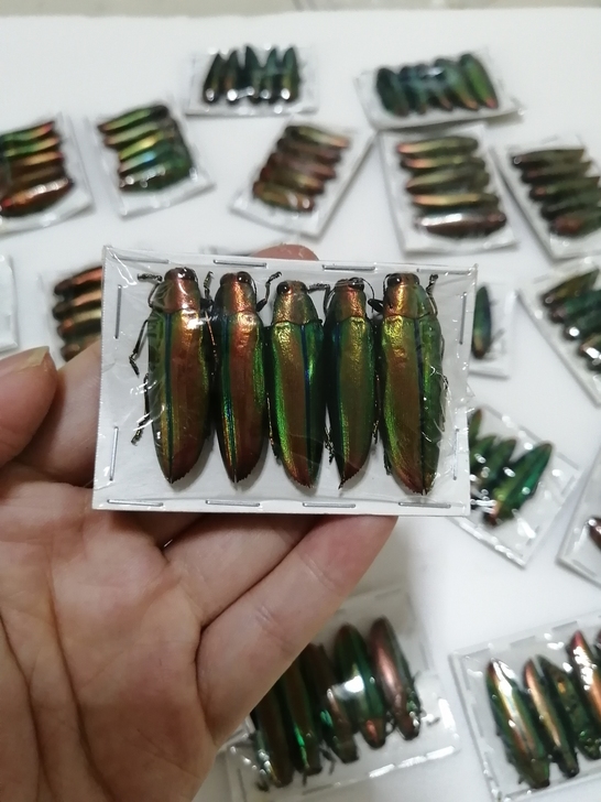 Chrysochroa aurora 端红...