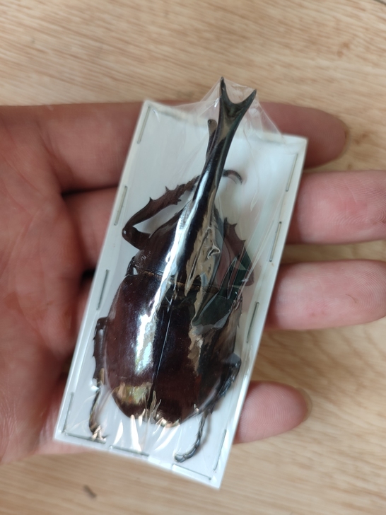 印尼姬兜 兜虫标本 sumatrensis...