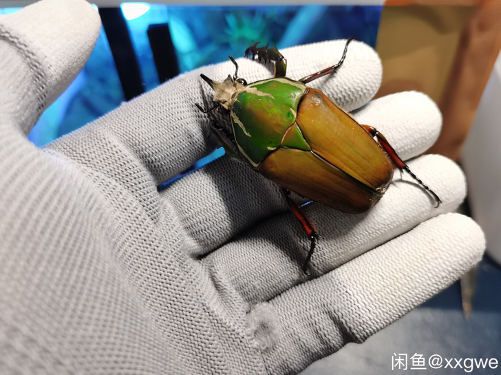 甲虫 昆虫  乌干达花金龟 爬宠