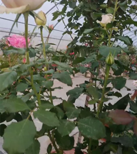 巴黎圣母院棒棒糖，新品新品，实物特别漂亮，...