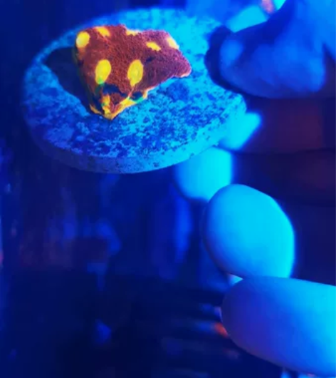 基座4厘米的。调色盘珊瑚。价格300运费到...