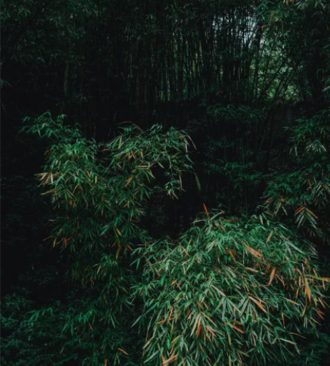 c语言 感兴趣的话点“我想要”和我私聊吧~