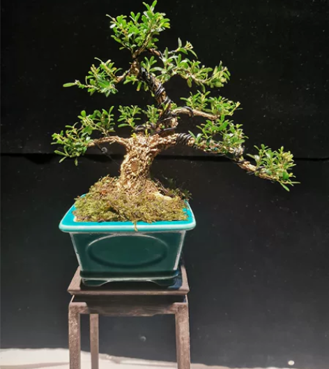 小精品雀舌黄杨，根盘稳抓有力，飘枝洒脱，层...