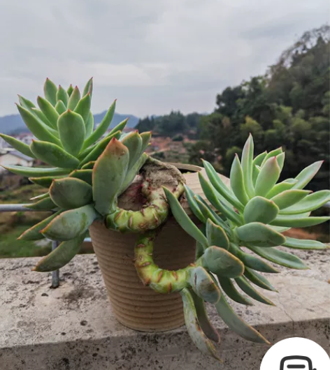 悬崖飘枝乔伊多肉老桩，造型妖娆，超级潜力股...