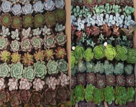 多肉特价植物批发免费绿植室内净化空气包邮