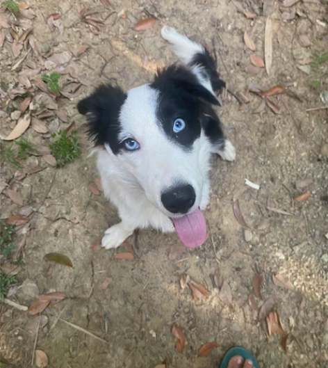 一个边牧，10个月，非常听话9个月的孩子，...