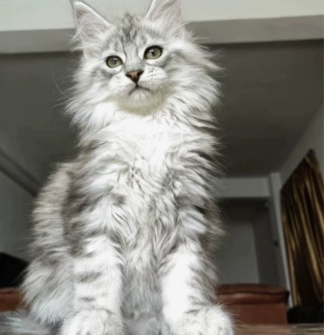 因为其他原因养不了 有需要的朋友可以拿走 ...