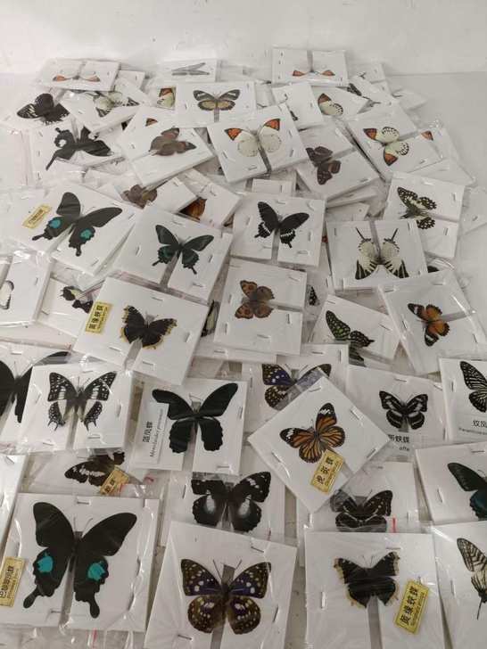 蝴蝶标本，蝴蝶工艺品，展翅蝴蝶，展翅标本。...