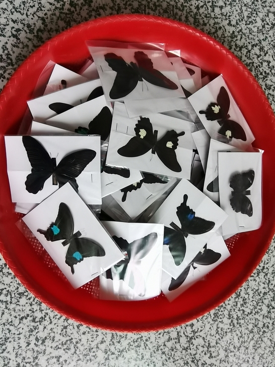 大号展翅蝴蝶标本