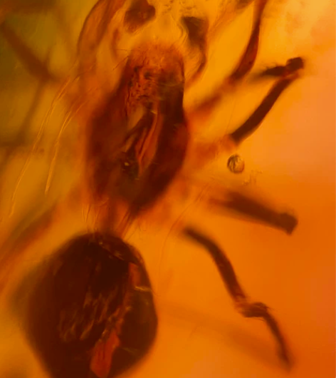 缅甸稀有蜘蛛种类  尺寸：17*8.9*3...