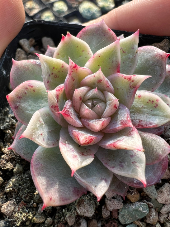 不知名杂 暗纹冰心