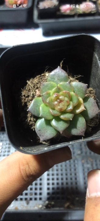 已出,黄透个体冰心玻璃心麦秆,化水色