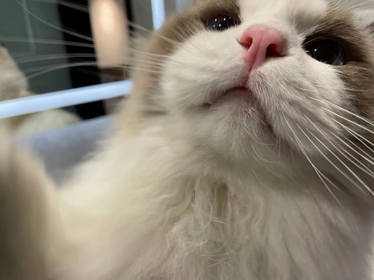 猫之眼 猫眼三姐妹 1-9