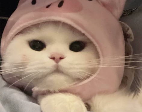 爱奇艺会员一个月，六块 感兴趣的话点“我想...