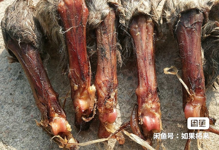 带髀石  狐狸爪子完整的  标本 摆件