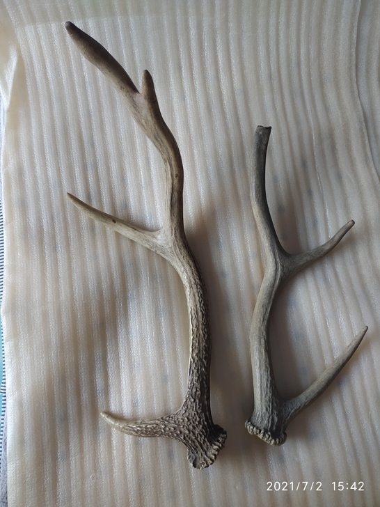 一对大个鹿角，品相如图，在家里放30多年了...