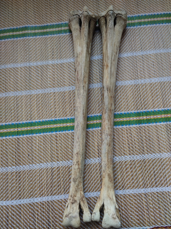 最后一对鸵鸟腿骨，适合各种骨雕，骨笛制作，...